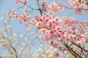 桜の花