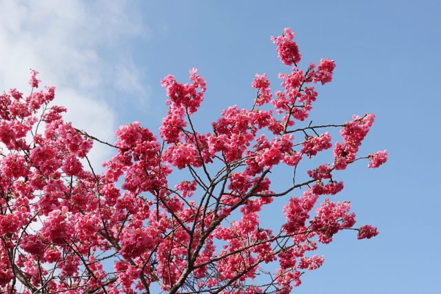 寒緋桜