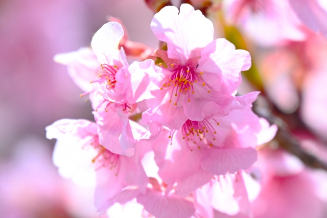 河津桜