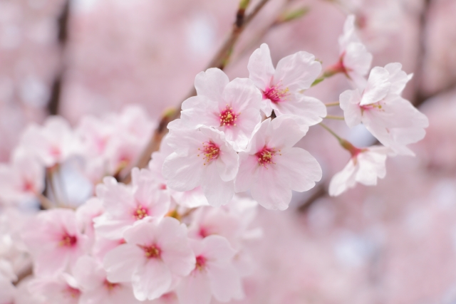 桜