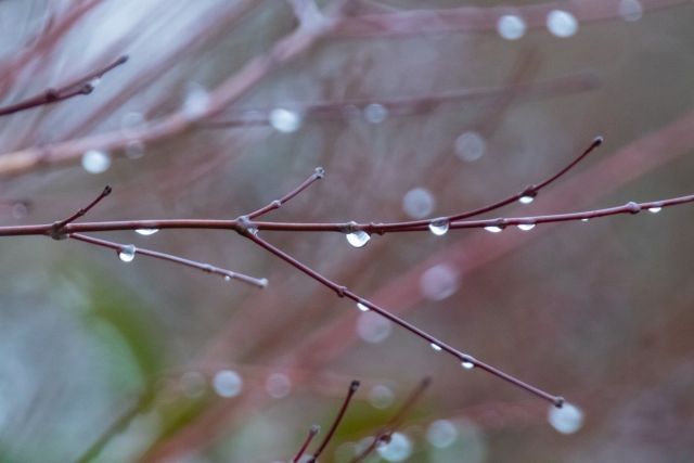 雨