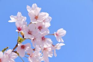 桜