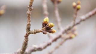 桜のつぼみ