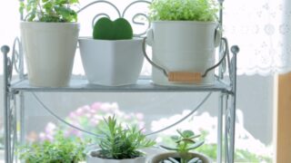 観葉植物