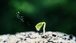 芽生え