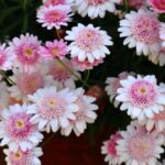 マーガレットの花