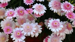 マーガレットの花