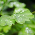雨
