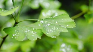 雨