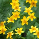 春の花