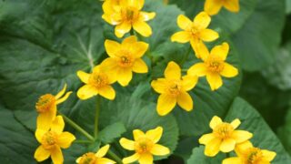 春の花
