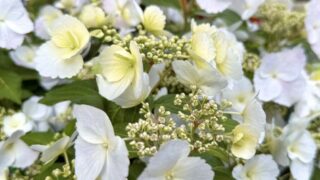 紫陽花