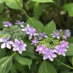 紫陽花 あじさい