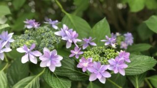 紫陽花 あじさい
