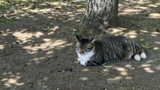 猫
