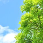 夏