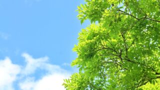 夏