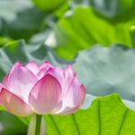 蓮の花