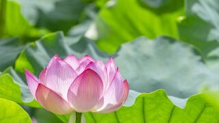 蓮の花