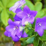 夏の花 キキョウ