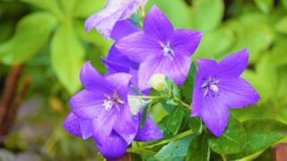 夏の花 キキョウ