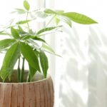 観葉植物