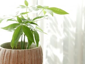 観葉植物