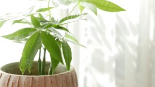 観葉植物