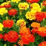 マリーゴールドの花