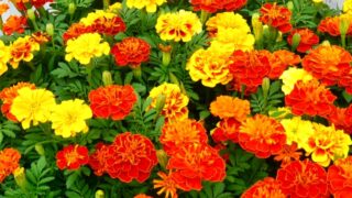 マリーゴールドの花