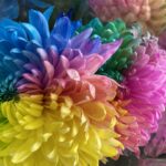 菊の花