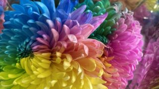 菊の花