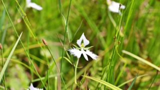 サギソウの花