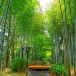 並木道