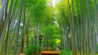 並木道
