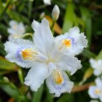 じゃがいもの花