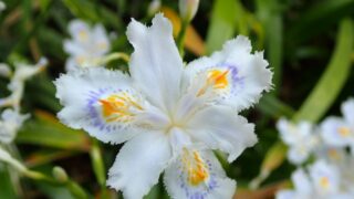 じゃがいもの花