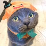 猫 ハロウィン