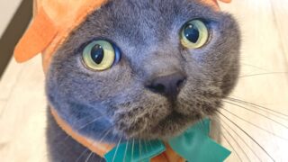 猫 ハロウィン