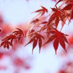 紅葉