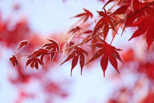 紅葉