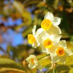 水仙の花