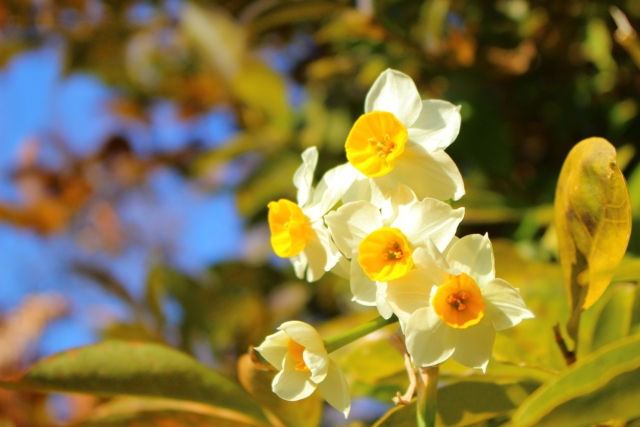 水仙の花