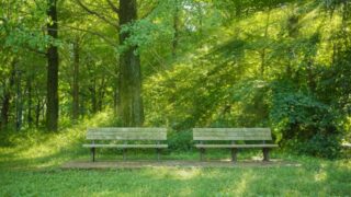 ベンチ 木漏れ日