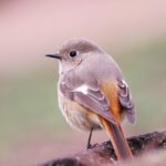 ジョウビタキ 鳥