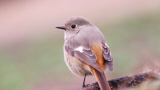 ジョウビタキ 鳥