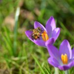クロッカス