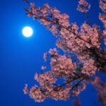 満月と桜