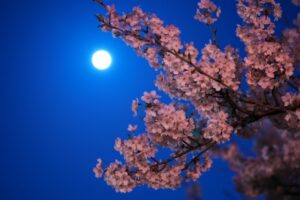 満月と桜