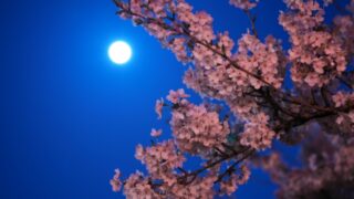 満月と桜